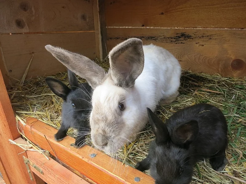 siamská velká žlutá 0,1