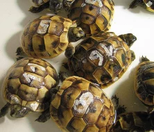 Suchozemské želvy