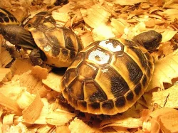 Suchozemské želvy