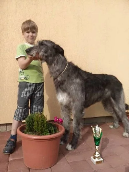 IRSKÝ VLKODAV - krásná štěňátka