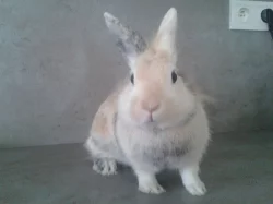 Daruji zakrslého králíčka i s klecí