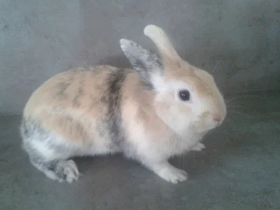 Daruji zakrslého králíčka i s klecí