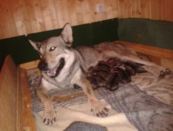 Československý vlčák - štěňátka