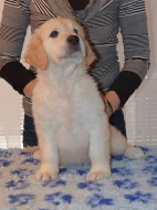 Zlatý retriever - pejsci s PP k odběru!