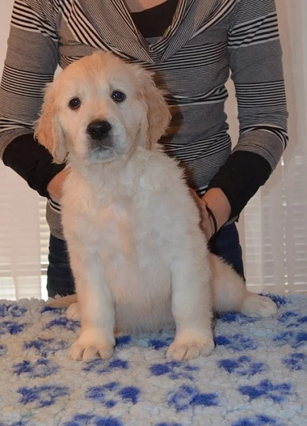Zlatý retriever - pejsci s PP k odběru!