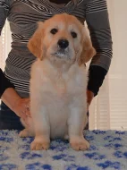 Zlatý retriever - pejsci s PP k odběru!