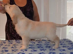 Zlatý retriever - pejsci s PP k odběru!
