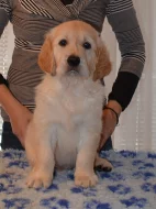 Zlatý retriever - pejsci s PP k odběru!