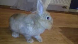 Nabízím králíčka a morčátko