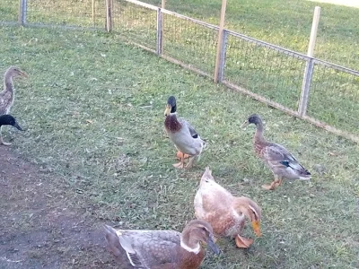 2 kačeří Indičkí běžči