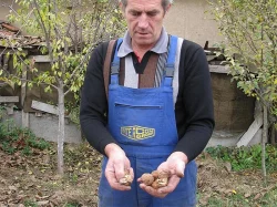 Vlašske Ořišky z Jižni Moravy-ZASILAME I POŠTOU