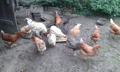 Prodám slepice