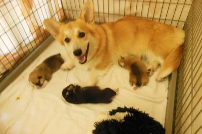 Welsh corgi pembrok