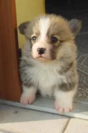 Welsh corgi pembrok