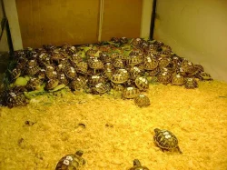 Prodám mláďata suchozemských želv