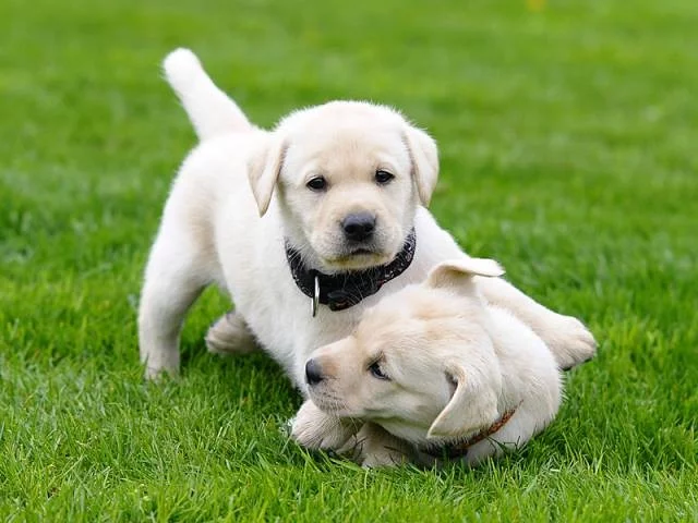 Labradorský retriever štěňátka s PP
