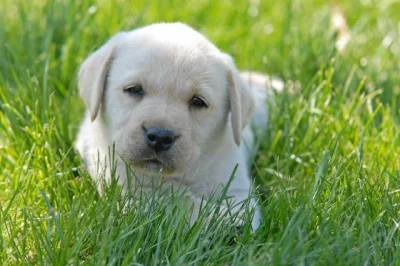 Labradorský retriever štěňátka s PP