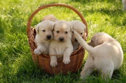 Labradorský retriever štěňátka s PP