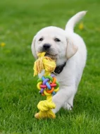 Labradorský retriever štěňátka s PP