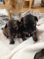 Chihuahua dlouhostrstá s PP - fenka Ashley
