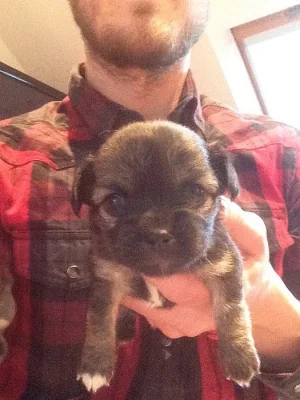 Chihuahua dlouhostrstá s PP - fenka Ashley