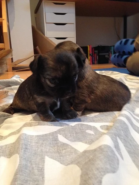 Chihuahua dlouhostrstá s PP - fenka Ashley