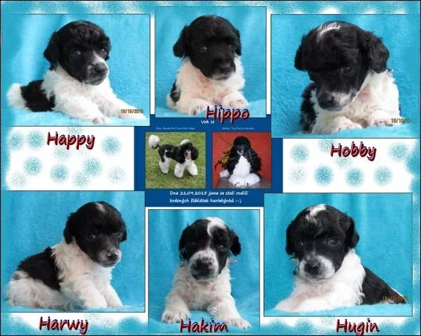 Pudl trpasličí vícebarevný - Harlekýn /černobílý/