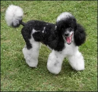 Pudl trpasličí vícebarevný - Harlekýn /černobílý/