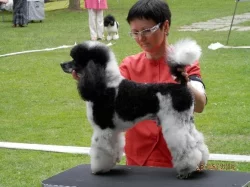 Pudl trpasličí vícebarevný - Harlekýn /černobílý/