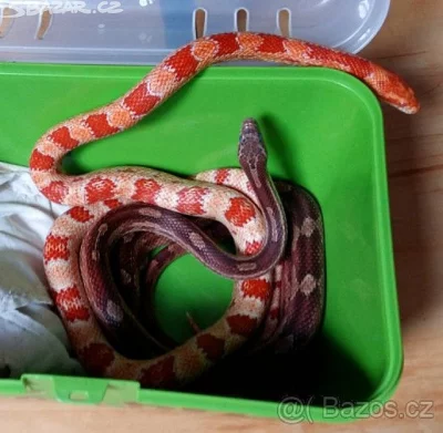 2x užovka červená + terárium
