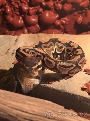 Prodávam barevné terarium s hadem.