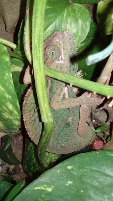 Prodám terárium s chameleonem