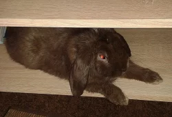 Daruji POUZE DO DOBRYCH RUKOU!