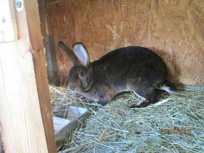 Castorex tmavě hnědý