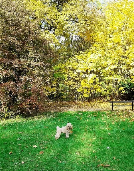 Trpasličí pudl apricot,čistokrevný bez PP