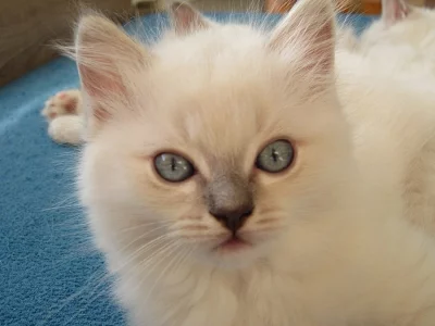 Ragdoll kotě s PP odběr 3.12.2015.
