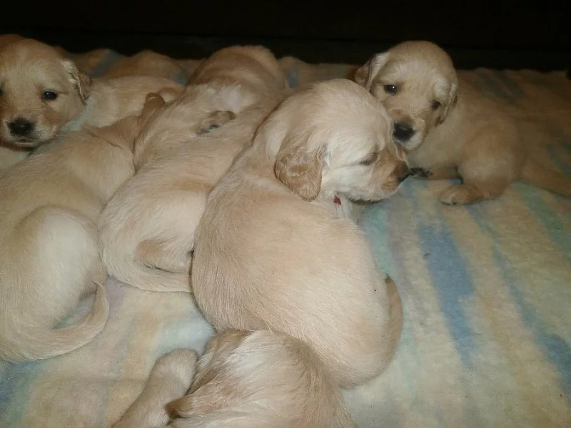 Zlatý retrívr