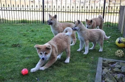 Akita Inu štěňata s PP