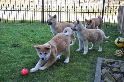 Akita Inu štěňata s PP