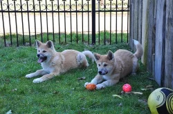 Akita Inu štěňata s PP
