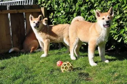 Akita Inu štěňata s PP