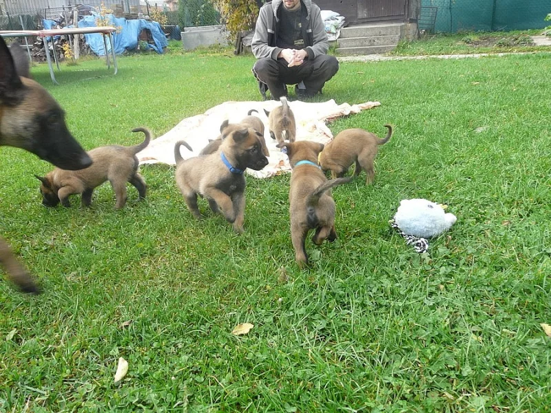 Belgický ovčák- Malinois