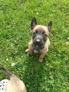 Belgický ovčák- Malinois