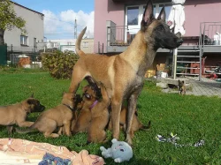 Belgický ovčák- Malinois