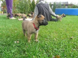 Belgický ovčák- Malinois