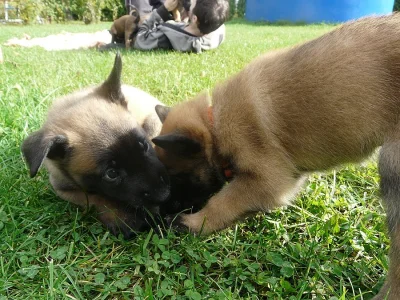 Belgický ovčák- Malinois
