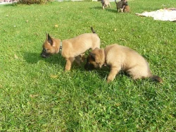 Belgický ovčák- Malinois