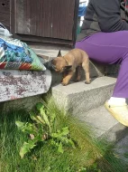 Belgický ovčák- Malinois