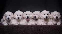 Štěně zlatý retriever s PP