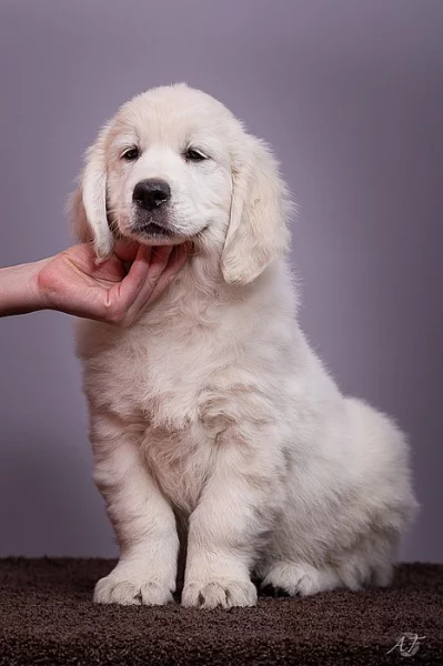 Štěně zlatý retriever s PP